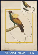 Cliquez sur l'image pour la voir en taille relle

Nom : Paradisea_speciosa_-_1700-1880_-_Print_-_Iconographia_Zoologica_-_Special_Collections_University.jpg
Affichages : 42
Taille : 93,8 Ko
ID : 118055