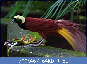 Cliquez sur l'image pour la voir en taille relle

Nom : Paradisaea_apoda_-Bali_Bird_Park-6.jpg
Affichages : 156
Taille : 63,6 Ko
ID : 118060