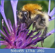 Cliquez sur l'image pour la voir en taille relle

Nom : POLLEN 2 fleur de bleuet.jpg
Affichages : 1033
Taille : 177,2 Ko
ID : 57800