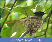 Cliquez sur l'image pour la voir en taille relle

Nom : Asian_Paradise_Flycatcher(Female)_on_nest.jpg
Affichages : 50
Taille : 65,7 Ko
ID : 118335