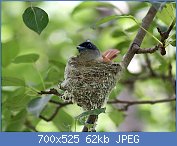 Cliquez sur l'image pour la voir en taille relle

Nom : Asian_Paradise_Flycatcher-_Female_at_nest_in_Himachal_I_IMG_3022.jpg
Affichages : 49
Taille : 62,4 Ko
ID : 118336