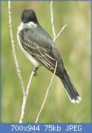 Cliquez sur l'image pour la voir en taille relle

Nom : 1280px-Eastern_Kingbird_(5430155418).jpg
Affichages : 52
Taille : 74,5 Ko
ID : 122697