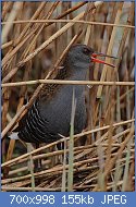 Cliquez sur l'image pour la voir en taille relle

Nom : Flickr_-_Rainbirder_-_Water_Rail(Rallus_aquaticus).jpg
Affichages : 248
Taille : 155,0 Ko
ID : 123399