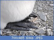 Cliquez sur l'image pour la voir en taille relle

Nom : Aptenodytes_patagonicus_(feet).jpg
Affichages : 57
Taille : 59,9 Ko
ID : 120880