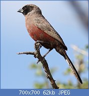 Cliquez sur l'image pour la voir en taille relle

Nom : 1024px-Black-faced_waxbill,_Estrilda_erythronotos,_at_Zaagkuildrift_Road,_Limpopo,_South_Africa_.jpg
Affichages : 46
Taille : 62,5 Ko
ID : 121310