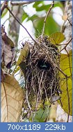 Cliquez sur l'image pour la voir en taille relle

Nom : 1024px-Black-and-yellow_Broadbill_at_Nest_(13970628227).jpg
Affichages : 29
Taille : 228,7 Ko
ID : 117441