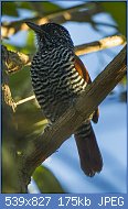 Cliquez sur l'image pour la voir en taille relle

Nom : Chestnut-breasted_Antshrike_-_Regua_-_Brazil_S4E0736_(16635549538).jpg
Affichages : 41
Taille : 174,8 Ko
ID : 118292