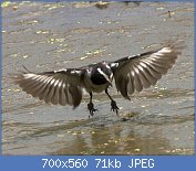 Cliquez sur l'image pour la voir en taille relle

Nom : White-browed_Wagtail_(Motacilla_maderaspatensis).jpg
Affichages : 62
Taille : 71,2 Ko
ID : 117568