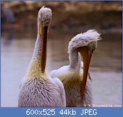 Cliquez sur l'image pour la voir en taille relle

Nom : pelican-d-4.jpg
Affichages : 54
Taille : 44,4 Ko
ID : 112165