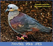 Cliquez sur l'image pour la voir en taille relle

Nom : 6Colombe-versicolore-Geotrygon-versicolor-Crested-Quail-Dove.jpg
Affichages : 64
Taille : 95,5 Ko
ID : 122439