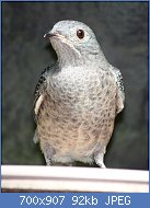 Cliquez sur l'image pour la voir en taille relle

Nom : SpangledCotinga_CotingaCayana.jpg
Affichages : 49
Taille : 92,5 Ko
ID : 118328