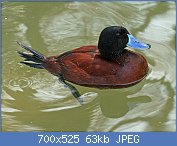 Cliquez sur l'image pour la voir en taille relle

Nom : Argentine_Blue_bill_(Oxyura_vittata)_RWD.jpg
Affichages : 85
Taille : 63,2 Ko
ID : 110052