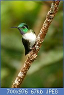 Cliquez sur l'image pour la voir en taille relle

Nom : White-bellied_Mountain-gem_(Oreopyra_hemileucus).jpg
Affichages : 32
Taille : 66,6 Ko
ID : 118235