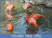 Cliquez sur l'image pour la voir en taille relle

Nom : Phoenicopterus_ruber_(Flamant_des_Carabes)_-_361.jpg
Affichages : 67
Taille : 74,1 Ko
ID : 118807