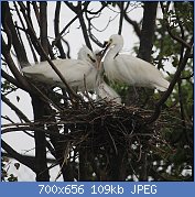 Cliquez sur l'image pour la voir en taille relle

Nom : 1024px-Egretta_garzetta_(nest_with_juvenile_s3).jpg
Affichages : 78
Taille : 109,4 Ko
ID : 122883