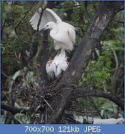 Cliquez sur l'image pour la voir en taille relle

Nom : 800px-Egretta_garzetta_(mating_s5).jpg
Affichages : 108
Taille : 120,8 Ko
ID : 122887