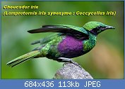 Cliquez sur l'image pour la voir en taille relle

Nom : Iris_Glossy_Starling_-_side_color.jpg
Affichages : 31
Taille : 112,8 Ko
ID : 113353