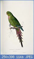 Cliquez sur l'image pour la voir en taille relle

Nom : Polytelis_alexandrae_-Palornis_rosaceus_Roseate_Parrakeet_-by_Edward_Lear_1812-1888.jpg
Affichages : 381
Taille : 11,5 Ko
ID : 99066