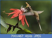 Cliquez sur l'image pour la voir en taille relle

Nom : Western_Long-tailed_Hermit_-_Sarapiqui_-_Costa_Rica_MG_0149_(26086447943).jpg
Affichages : 24
Taille : 41,3 Ko
ID : 118124