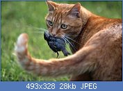 Cliquez sur l'image pour la voir en taille réelle
Nom : 8118c000-6bab-11e2-84d6-2dd0c64b2cb4-493x328.jpg
Affichages : 150
Taille : 27,5 Ko
ID : 96072