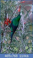 Cliquez sur l'image pour la voir en taille relle

Nom : Malachite_Sunbird,_Nectarinia_famosa,_male_at_Kirstenbosch_(8234946415).jpg
Affichages : 54
Taille : 110,0 Ko
ID : 116979