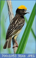 Cliquez sur l'image pour la voir en taille relle

Nom : Blackbreastedweaver_DSC_6530_040813_dadri.jpg
Affichages : 74
Taille : 91,3 Ko
ID : 119179