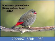 Cliquez sur l'image pour la voir en taille relle

Nom : 1280px-Stagonopleura_bella_male_-_Melaleuca.jpg
Affichages : 84
Taille : 52,4 Ko
ID : 121083