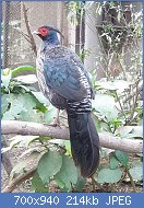 Cliquez sur l'image pour la voir en taille relle

Nom : Male_Kalij_pheasant1.jpg
Affichages : 45
Taille : 214,5 Ko
ID : 122272