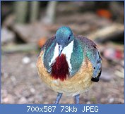 Cliquez sur l'image pour la voir en taille relle

Nom : 1024px-MINDANAO_BLEEDING-HEART_DOVE_(7085269861).jpg
Affichages : 68
Taille : 73,4 Ko
ID : 117824