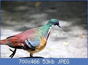 Cliquez sur l'image pour la voir en taille relle

Nom : 1280px-MINDANAO_BLEEDING-HEART_DOVE_(7085269489).jpg
Affichages : 65
Taille : 53,1 Ko
ID : 117833