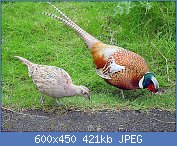 Cliquez sur l'image pour la voir en taille relle

Nom : Male_and_female_pheasant.jpg
Affichages : 85
Taille : 421,4 Ko
ID : 118864