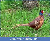 Cliquez sur l'image pour la voir en taille relle

Nom : Common_Pheasant_(Hybride).jpg
Affichages : 82
Taille : 184,2 Ko
ID : 118869