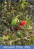 Cliquez sur l'image pour la voir en taille relle

Nom : 35-orange-bellied-leafbird.jpg
Affichages : 82
Taille : 57,4 Ko
ID : 118008