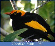 Cliquez sur l'image pour la voir en taille relle

Nom : 1024px-Regent_Bowerbird_male_Lamington_0807.jpg
Affichages : 51
Taille : 50,0 Ko
ID : 112278