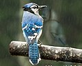 Nom : 120px-Blue_Jay_Cyanocitta_cristata.jpg
Affichages : 90
Taille : 7,8 Ko