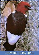 Cliquez sur l'image pour la voir en taille relle

Nom : RedheadedWoodpecker23.jpg
Affichages : 59
Taille : 82,9 Ko
ID : 117035