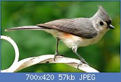 Cliquez sur l'image pour la voir en taille relle

Nom : 1280px-Tufted_Titmouse-27527-2.jpg
Affichages : 55
Taille : 57,0 Ko
ID : 112506