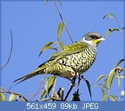 Cliquez sur l'image pour la voir en taille relle

Nom : Swallow-tailed_Cotinga_(Phibalura_flavirostris).jpg
Affichages : 56
Taille : 89,2 Ko
ID : 112734