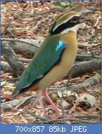 Cliquez sur l'image pour la voir en taille relle

Nom : Indian_Pitta_Small.jpg
Affichages : 46
Taille : 84,5 Ko
ID : 117488