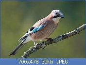 Cliquez sur l'image pour la voir en taille relle

Nom : Garrulus_glandarius_1_Luc_Viatour.jpg
Affichages : 19
Taille : 35,3 Ko
ID : 111196