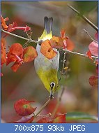 Cliquez sur l'image pour la voir en taille relle

Nom : Oriental_White-eye_(Zosterops_palpebrosus)_2.jpg
Affichages : 56
Taille : 93,0 Ko
ID : 117609