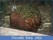 Cliquez sur l'image pour la voir en taille relle

Nom : 1280px-CongoPeafowl_CincinnatiZoo.jpg
Affichages : 30
Taille : 49,7 Ko
ID : 118139