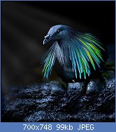 Cliquez sur l'image pour la voir en taille relle

Nom : le-magnifique-pigeon-de-Nicobar-ou-Nicobar-a-camail-cousin-dodo-1.jpg
Affichages : 98
Taille : 98,8 Ko
ID : 110545