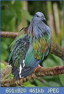 Cliquez sur l'image pour la voir en taille relle

Nom : Nicobar_Pigeon_820.jpg
Affichages : 95
Taille : 460,6 Ko
ID : 110554