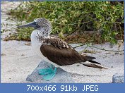 Cliquez sur l'image pour la voir en taille relle

Nom : 1280px-Piquero_patiazul_(Sula_nebouxii),_isla_Lobos,_islas_Galpagos,_Ecuador,_2015-07-25,_DD_60.jpg
Affichages : 100
Taille : 91,3 Ko
ID : 110524