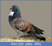 Cliquez sur l'image pour la voir en taille relle

Nom : Cauchois Pigeon.jpg
Affichages : 1159
Taille : 24,2 Ko
ID : 77454