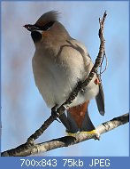 Cliquez sur l'image pour la voir en taille relle

Nom : 800px-Bombycilla_garrulus_(eating_fruits).jpg
Affichages : 59
Taille : 75,4 Ko
ID : 116998