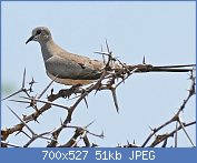 Cliquez sur l'image pour la voir en taille relle

Nom : Namaqua_Dove_(Oena_capensis)_female_(17125449970).jpg
Affichages : 82
Taille : 50,8 Ko
ID : 117948