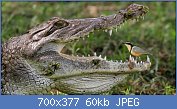 Cliquez sur l'image pour la voir en taille relle

Nom : crocodile_et_pluvian_naturailes_650.jpg
Affichages : 83
Taille : 59,9 Ko
ID : 121044