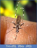 Cliquez sur l'image pour la voir en taille relle

Nom : 800px-CDC-Gathany-Aedes-albopictus-2.jpg
Affichages : 84
Taille : 94,9 Ko
ID : 112824